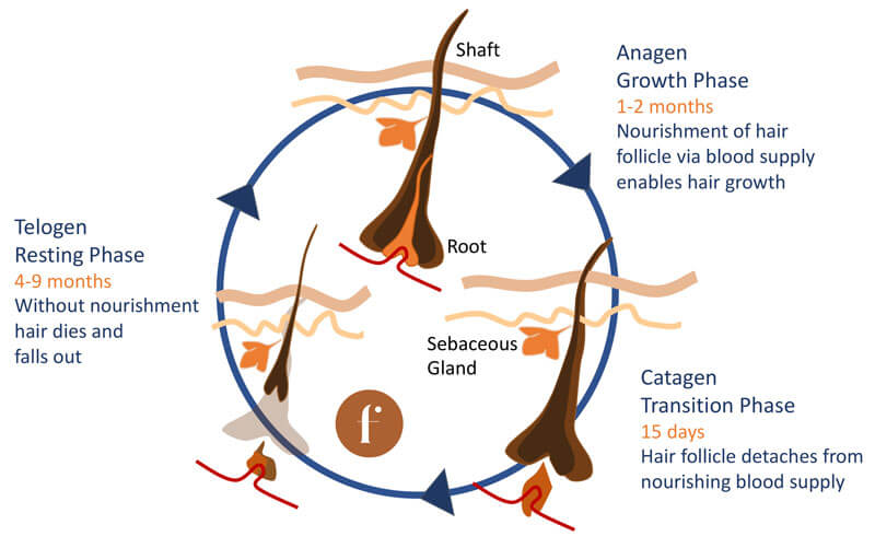 Diagram showing eyelash lifecycle