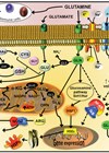 Diagram showing the intracellular pathway to produce freely diffusible nitric oxide from ingested glutamine, arginine and BCAA.  