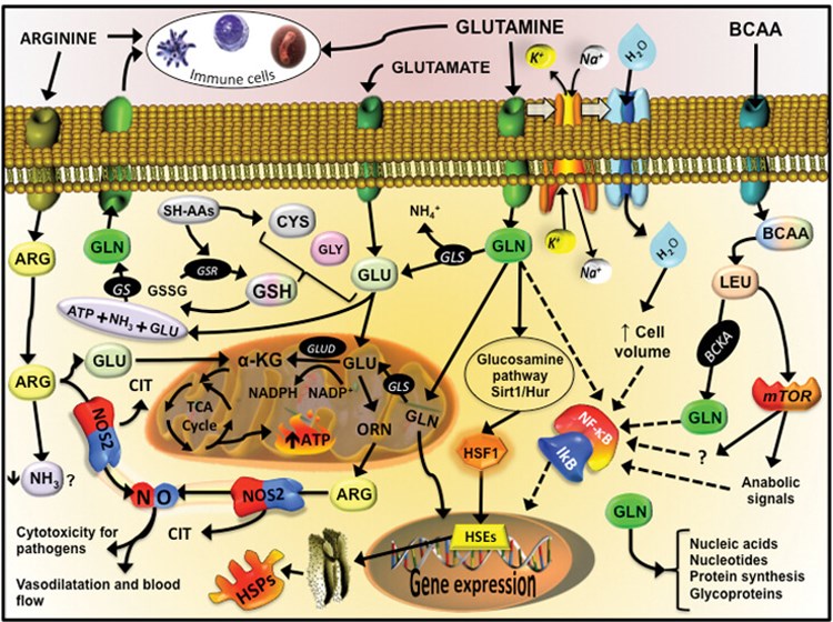 No Signaling Pathway
