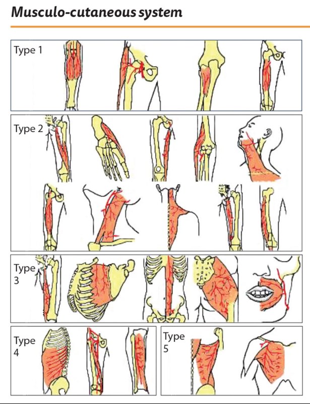 the medial gastrocnemius flap the pmfa journal