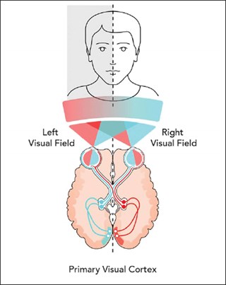 Could a left-sided facial perceptual bias affect satisfaction with ...