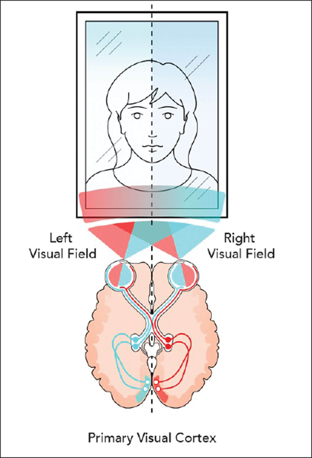 Graphic which depicts when looking at yourself in the mirror, the left of your face is in your left visual field. 