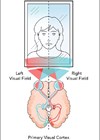 Graphic which depicts when looking at yourself in the mirror, the left of your face is in your left visual field.