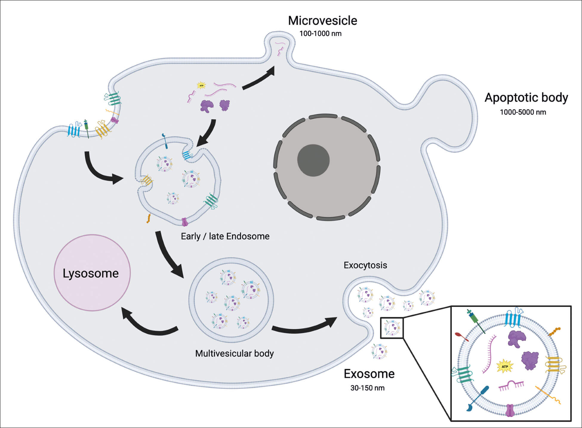 Schematic representation of a cell secreting extracellular vesicles. 