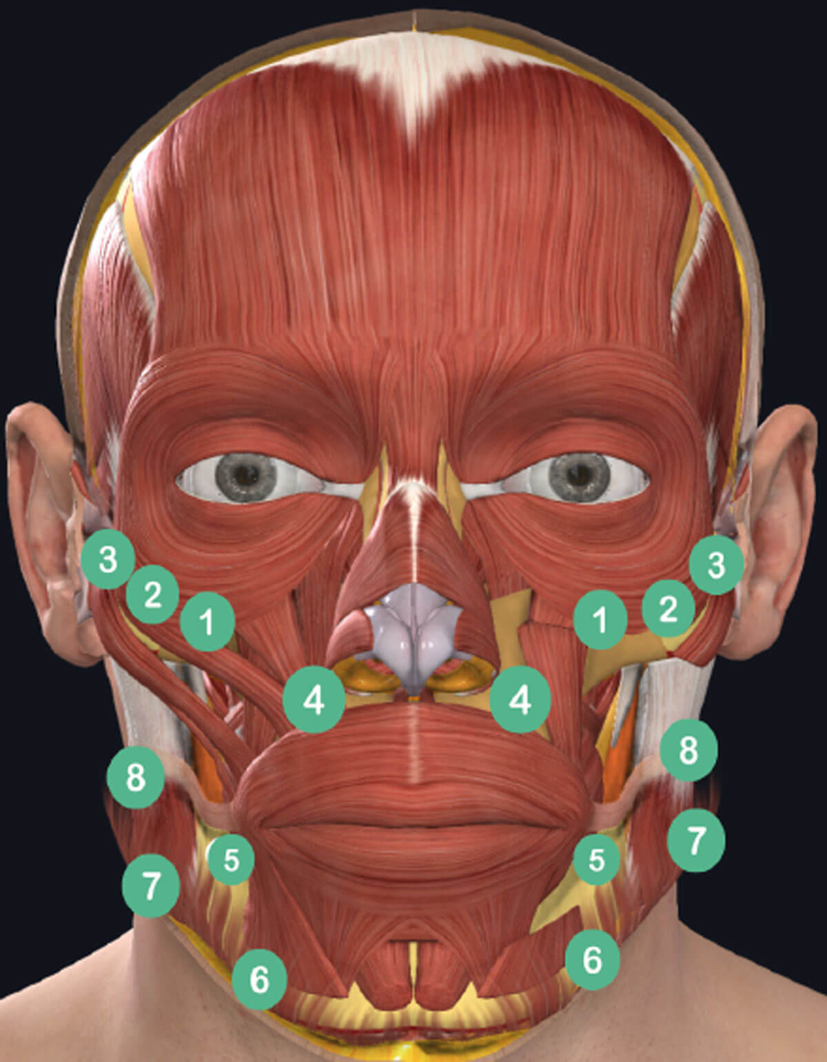 Illustration showing The 8-Point Lift using STYLAGE® areas for treatment.