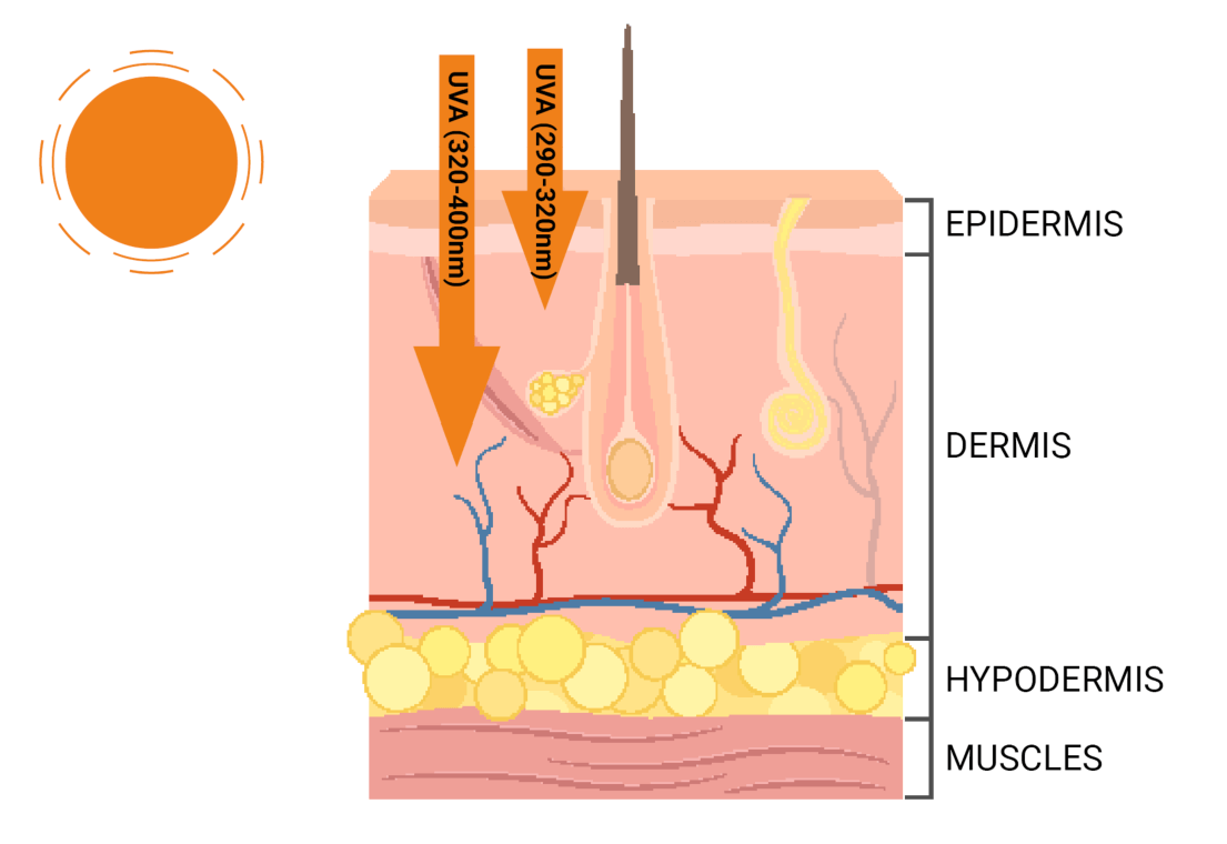Penetration of ultraviolet radiation to skin’s layers image.