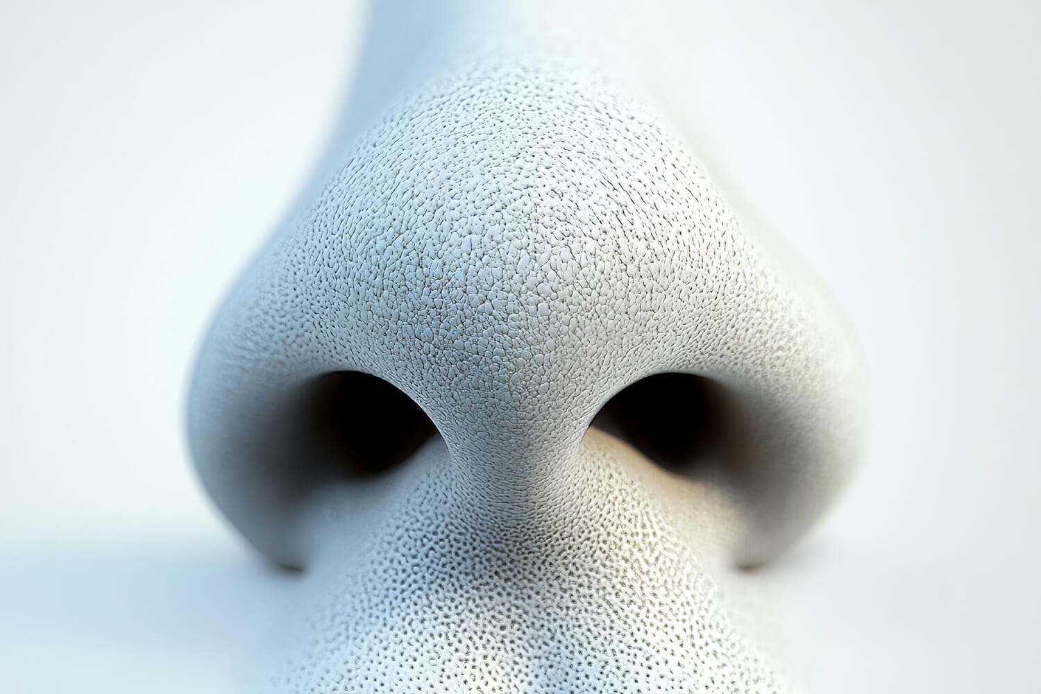 Image of human nose.