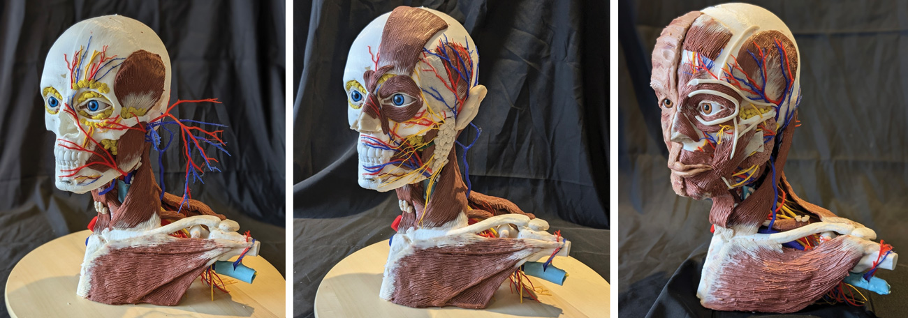 The principle of construction in teaching complex anatomy | The